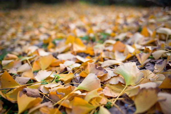 Herbst-Ginkgo biloba — Stockfoto