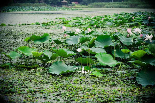 Lotus blomma i sommar — Stockfoto