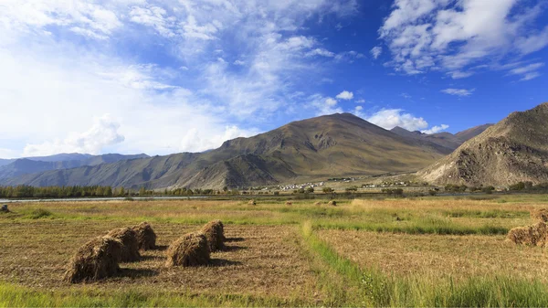 Farm after harvest — Stock Photo, Image