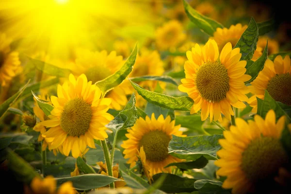 Sonnenblume — Stockfoto