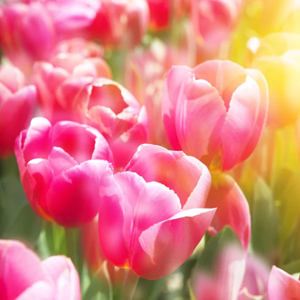 A close-up of the beautiful tulips — Stock Photo, Image