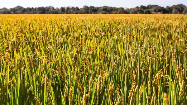 The harvest rice fields — Stock Photo, Image