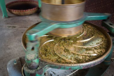 Çin çay plantasyon iş başında