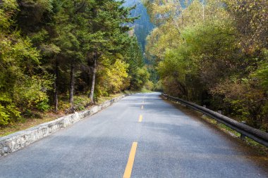 Orman yolu yerel özellikleri