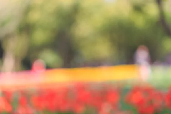 Fuzzy tulip garden — Stock Photo, Image