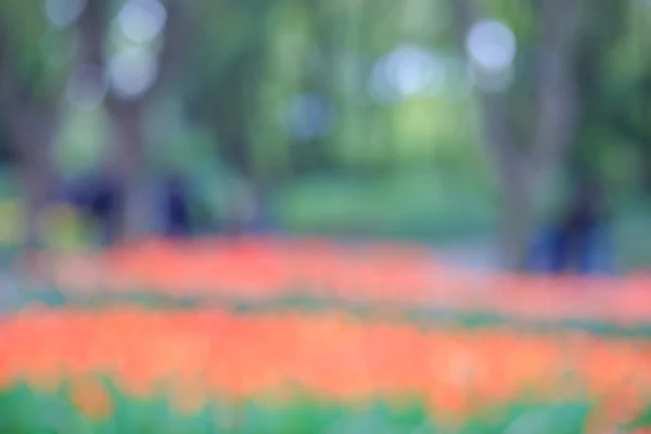 Fuzzy tulip garden — Stock Photo, Image