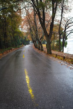 asfalt üzerinde akçaağaç yaprağı