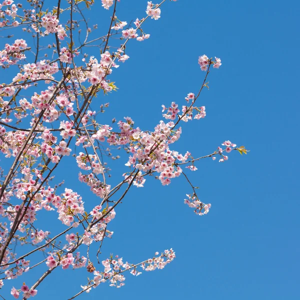 Beautiful cherry blossoms in spring — Stock Photo, Image