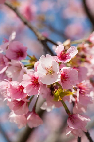 Schöne Kirschblüten im Frühling — Stockfoto