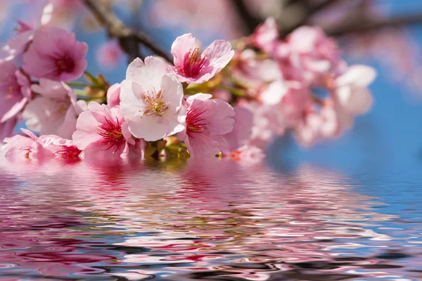 Schöne Kirschblüten im Frühling — Stockfoto