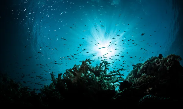 Paisaje submarino de buceo — Foto de Stock