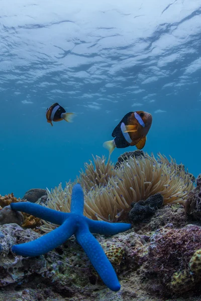 Paisaje submarino de buceo —  Fotos de Stock