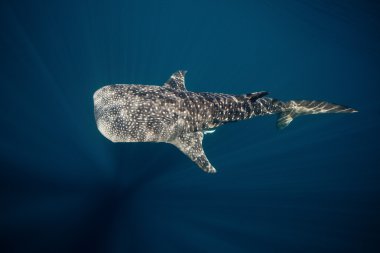 Whale shark underwater in Cenderawasih bay, Indonesia clipart