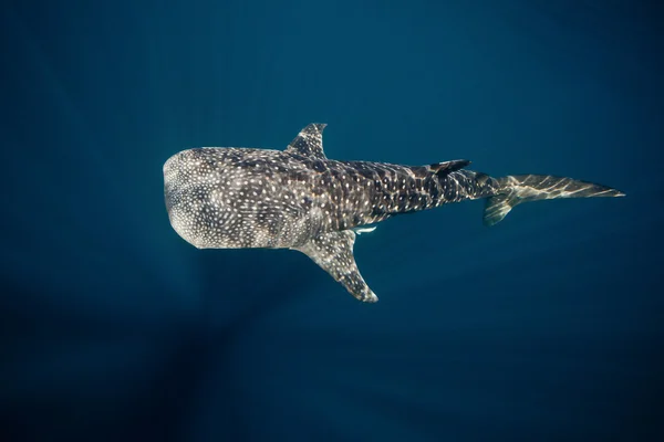 Tiburón ballena bajo el agua en la bahía de Cenderawasih, Indonesia — Foto de Stock