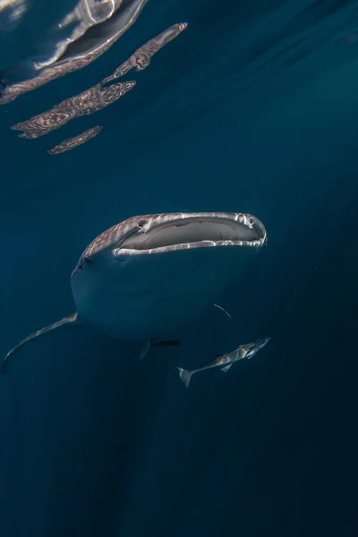 Whale shark underwater in Cenderawasih bay, Indonesia — Stock Photo, Image