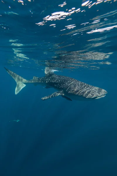 Whale shark underwater in Cenderawasih bay, Indonesia — Stock Photo, Image