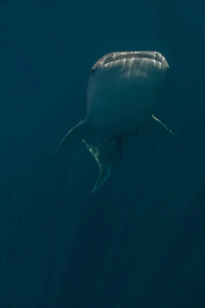 Tiburón ballena bajo el agua en la bahía de Cenderawasih, Indonesia — Foto de Stock