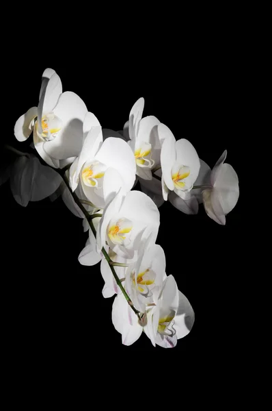 Orquídea branca em preto Fotos De Bancos De Imagens