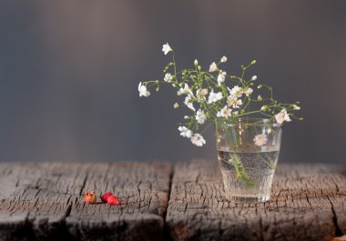 Beyaz zarif gypsophila.