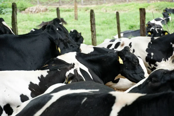 Vacas descansando em um prado — Fotografia de Stock