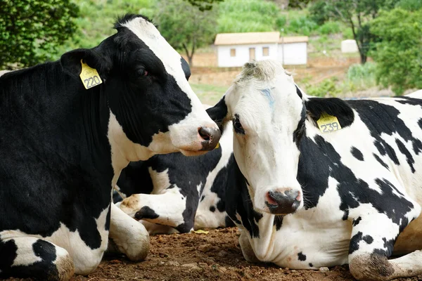 Cows resting in a meadow — Stock Photo, Image