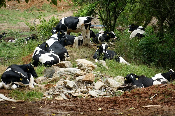 Réten nyugvó tehenek — Stock Fotó