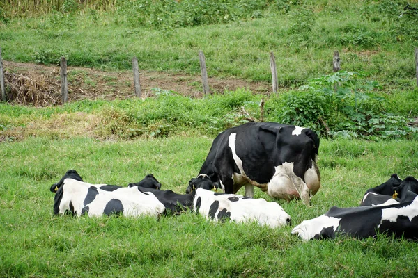 Vacas descansando em um prado — Fotografia de Stock