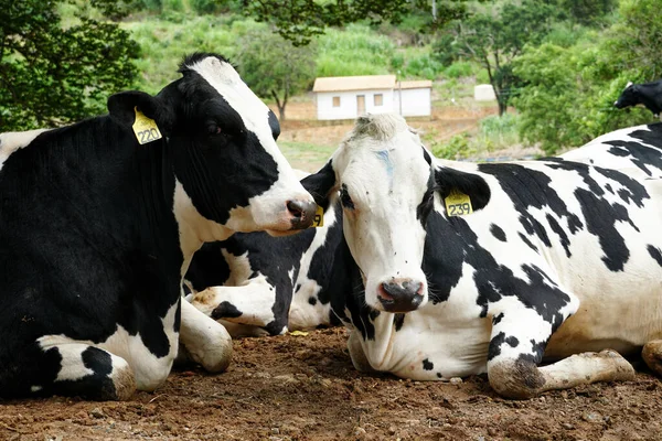 Vacas descansando em um prado — Fotografia de Stock