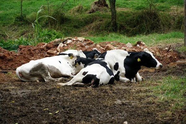 Vacas descansando em um prado — Fotografia de Stock