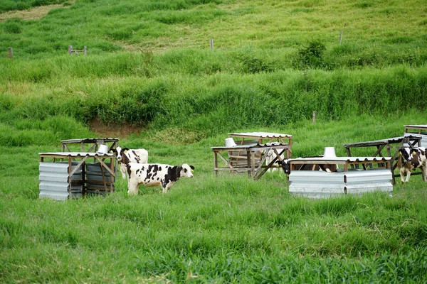 Vacas pastando em um campo verde. — Fotografia de Stock