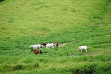 Yeşil otlaklarda otlayan atlar.