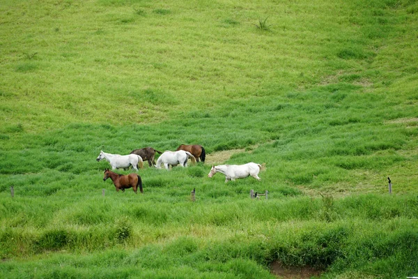 Caballos pastando en granjas de pastos verdes. — Foto de Stock