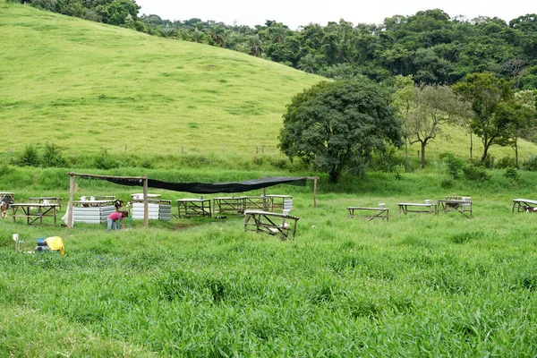 Vacas pastando en un campo verde con granjeros ordeñando la vaca — Foto de Stock