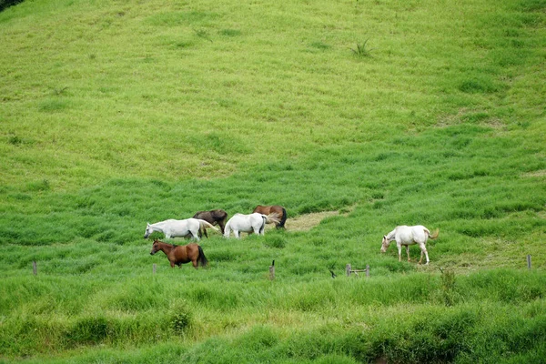 Horses grazing on green pastures farms. — Stock Photo, Image