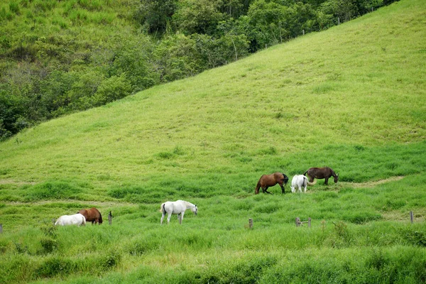 Cavalos pastando em pastagens verdes fazendas. — Fotografia de Stock