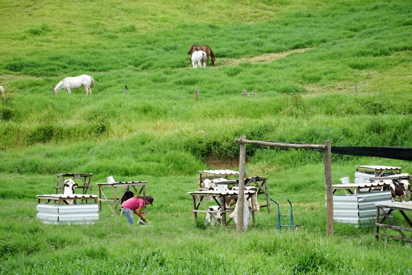 Vacas pastando en un campo verde con granjeros ordeñando la vaca — Foto de Stock