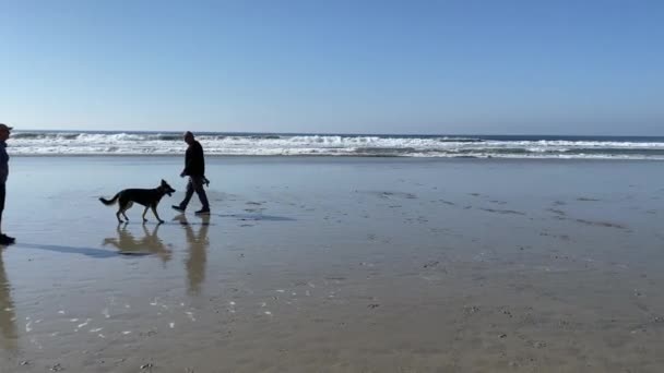Dog Beach sin correa en Del Mar North Beach, gente paseando a sus perros. Condado de San Diego — Vídeos de Stock