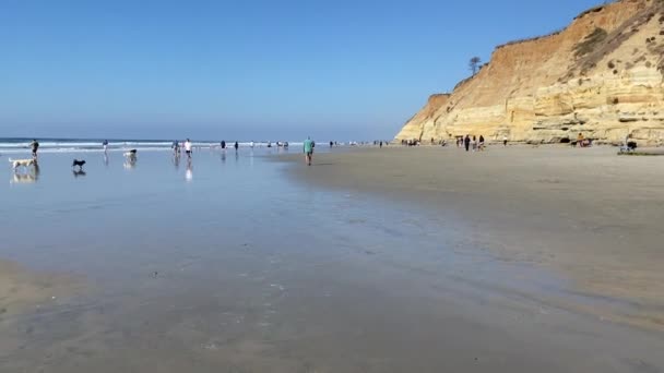Собачий пляж на Дель Мар Норт Бич, люди выгуливают своих собак. Сан-Диего — стоковое видео