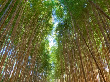  Yeşil Bambu Ormanı 