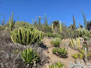 Arizona 'daki kuru dağ çölünde kaktüs.
