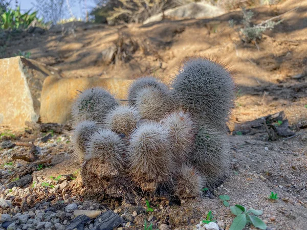 Kaktus i Arizona torr fjällöken — Stockfoto