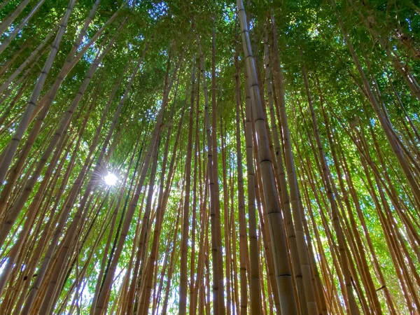 Bosque de bambú verde —  Fotos de Stock