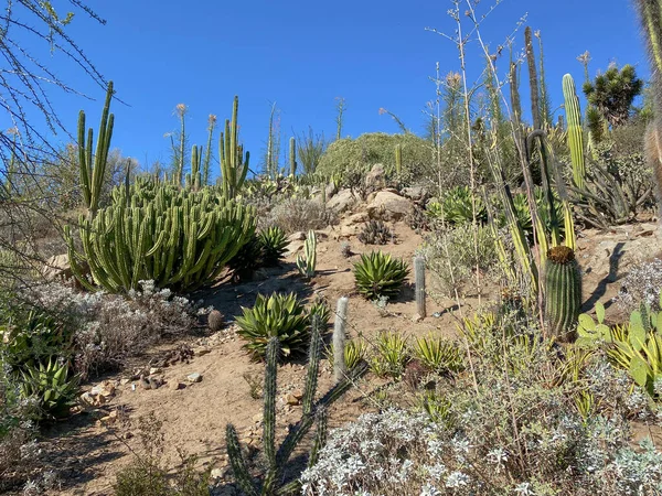 Cactus dans le désert de montagne sèche de l'Arizona — Photo