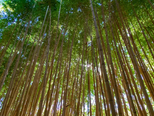 Foresta di bambù verde — Foto Stock