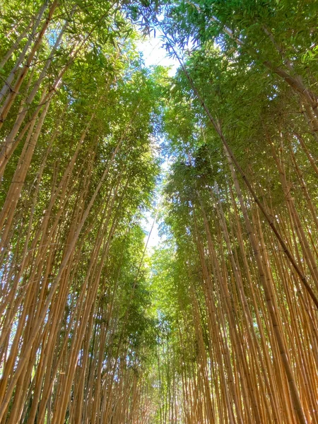 Bosque de bambú verde — Foto de Stock