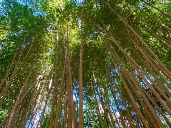 Bosque de bambú verde — Foto de Stock