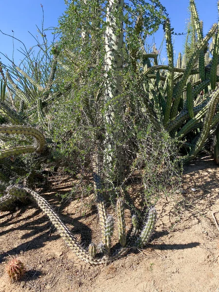 Kaktus i Arizona torr fjällöken — Stockfoto