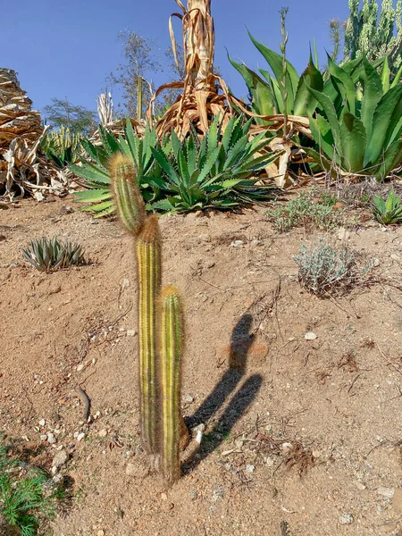 Cacto no deserto de montanha seca do Arizona — Fotografia de Stock