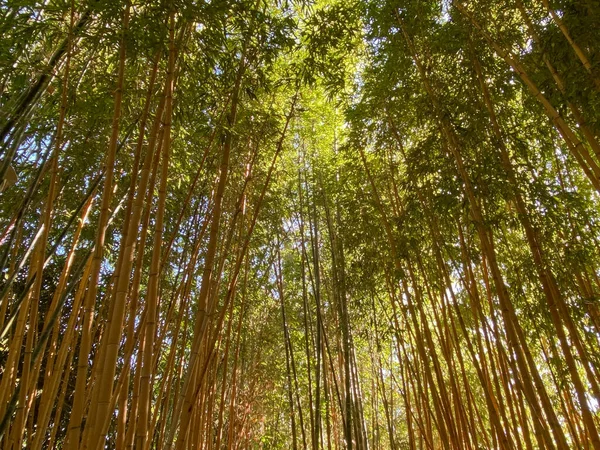 Bosque de bambú verde — Foto de Stock