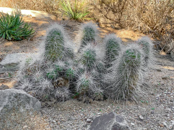 Cactus dans le désert de montagne sèche de l'Arizona — Photo